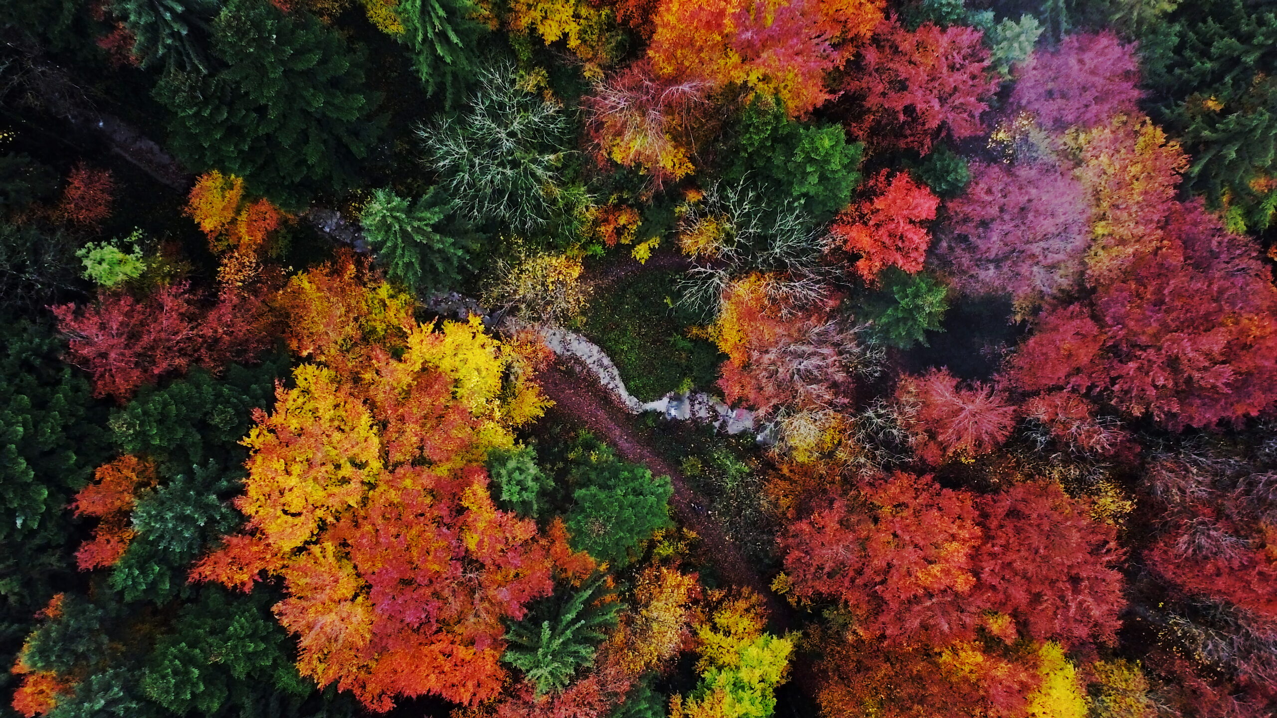 Forest in autumn